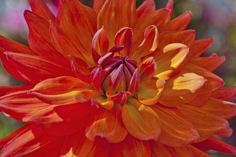 Orange beauty s